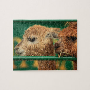 sehr niedliche Lamas beide, die etwas betrachten Puzzle