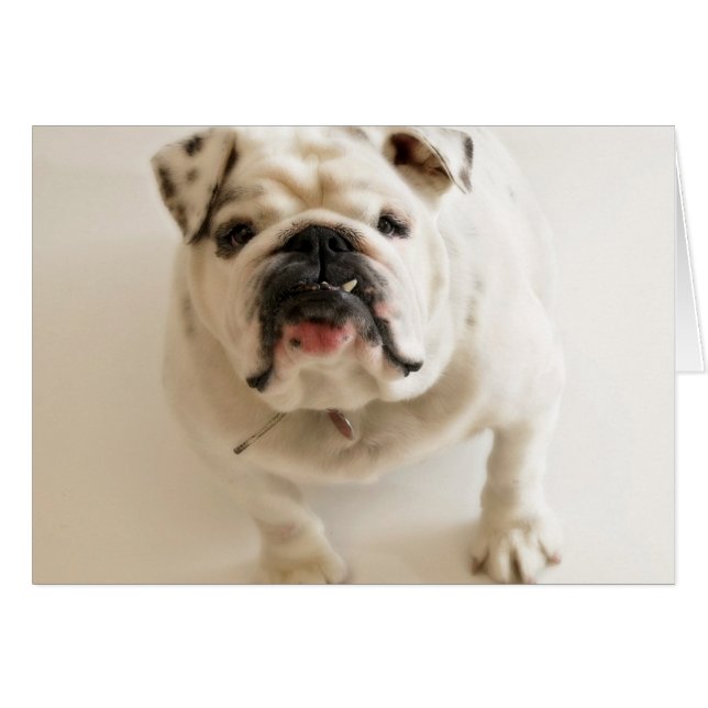 Sehr Niedlicher Bulldog (Vorderseite (Horizontal))