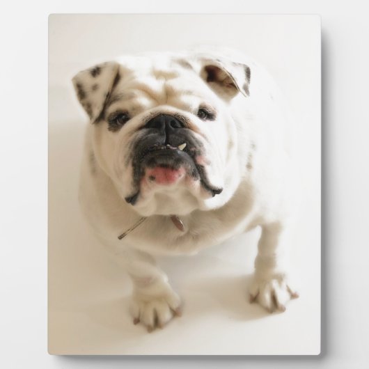 Sehr Niedlicher Bulldog Fotoplatte (Vorderseite)