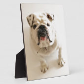 Sehr Niedlicher Bulldog Fotoplatte (Seite)