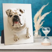 Sehr Niedlicher Bulldog Fotoplatte (Seite)