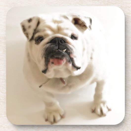 Sehr Niedlicher Bulldog Getränkeuntersetzer (Vorderseite)