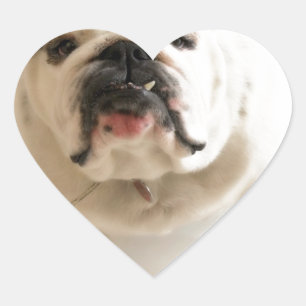 Sehr Niedlicher Bulldog Herz-Aufkleber