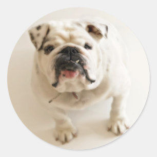 Sehr Niedlicher Bulldog Runder Aufkleber
