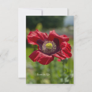 Sehr offenes rotes Mohn Mitteilungskarte