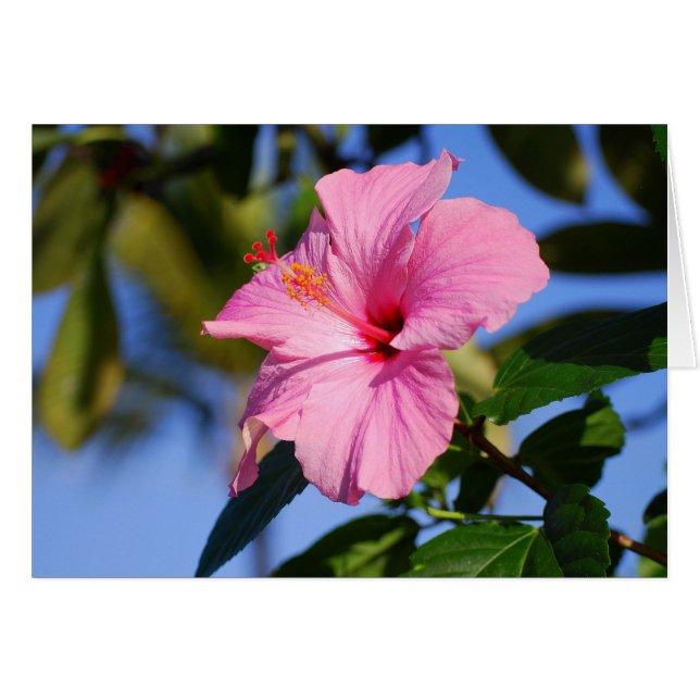 Sehr rosa Hibiskus-Karte (Vorderseite (Horizontal))