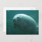 Sehr runder Herrensitz mit schönem Gesicht Postkarte (Vorne/Hinten)