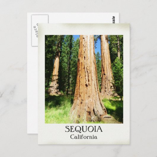 Sehr schöne Sequoia Postcard! Postkarte (Vorne/Hinten)