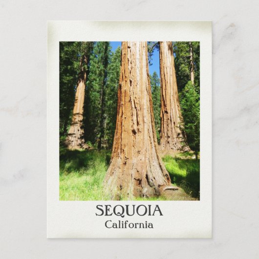 Sehr schöne Sequoia Postcard! Postkarte (Vorderseite)