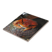 Sehr schöner Tomatenfrosch. Frosch mit ungewöhnlic Fliese (Seite)