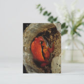 Sehr schöner Tomatenfrosch. Frosch mit ungewöhnlic Postkarte (Stehend Vorderseite)