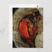 Sehr schöner Tomatenfrosch. Frosch mit ungewöhnlic Postkarte (Vorne/Hinten)