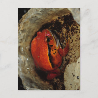 Sehr schöner Tomatenfrosch. Frosch mit ungewöhnlic Postkarte