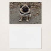 Sehr schwerer Mops (Vorne & Hinten)