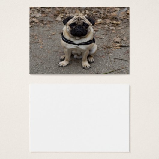 Sehr schwerer Mops (Vorne & Hinten)