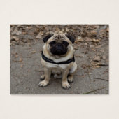 Sehr schwerer Mops (Vorderseite)