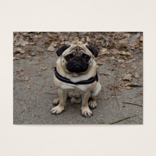 Sehr schwerer Mops (Vorderseite)