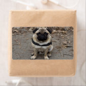 Sehr schwerer Mops (Insitu)