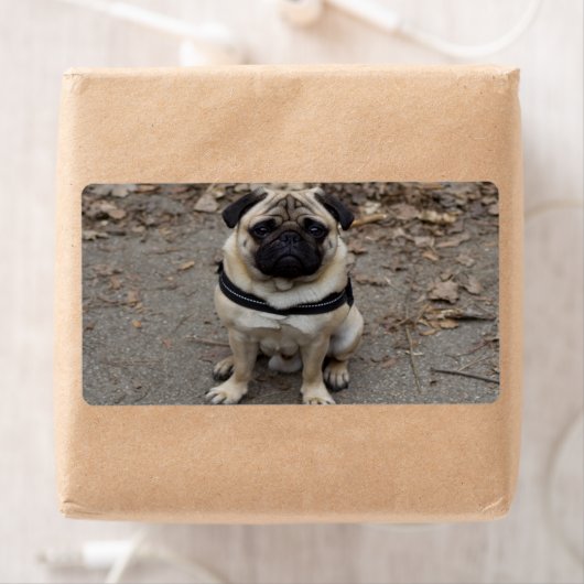 Sehr schwerer Mops (Insitu)