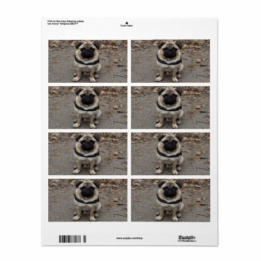 Sehr schwerer Mops (Vorne)