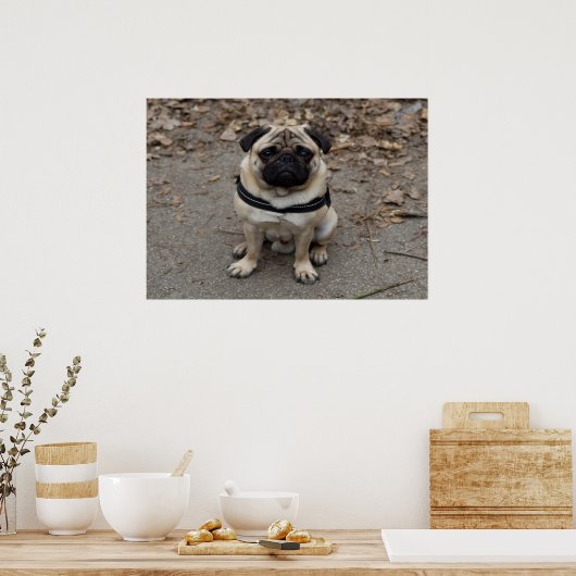 Sehr schwerer Mops Poster (Küche)