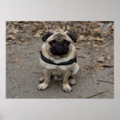 Sehr schwerer Mops Poster (Vorne)