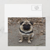 Sehr schwerer Mops Postkarte (Vorne/Hinten)
