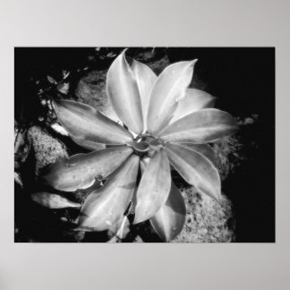 Sehr symmetrische Pflanze, Oahu Poster