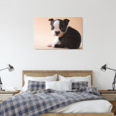 Sehr Young Boston Terrier Puppy Leinwanddruck (Insitu (Schlafzimmer))