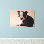 Sehr Young Boston Terrier Puppy Leinwanddruck (Insitu (Holzboden))
