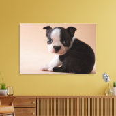 Sehr Young Boston Terrier Puppy Leinwanddruck (Insitu (Wohnzimmer))