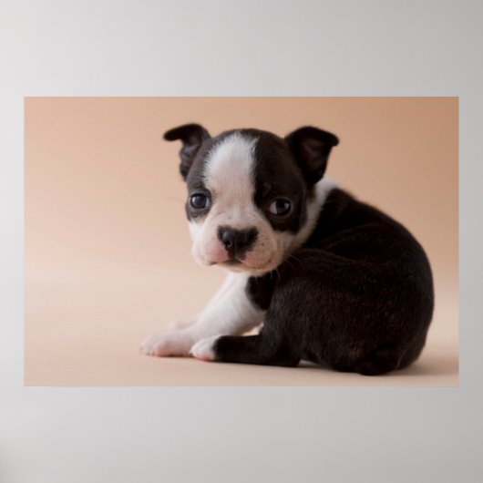 Sehr Young Boston Terrier Puppy Poster (Vorne)
