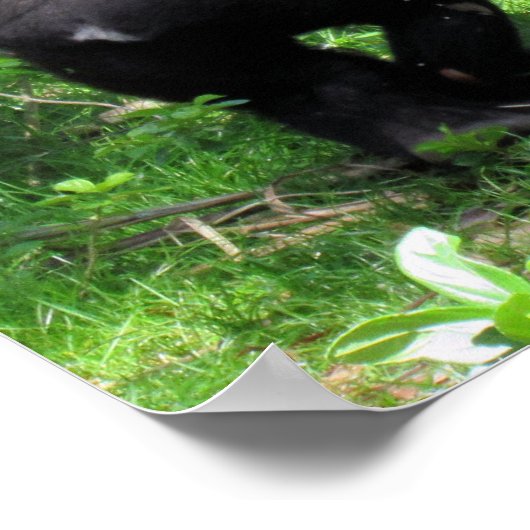 Sei freundliches Poster - Baby Gorilla Quote Poste (Ecke)