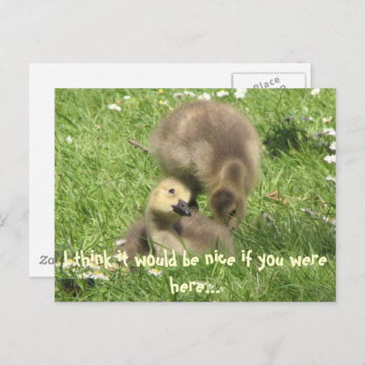 Sei nett, wenn du hier wärest.. Postkarte (Vorne/Hinten)