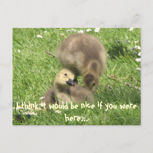 Sei nett, wenn du hier wärest.. Postkarte (Vorderseite)