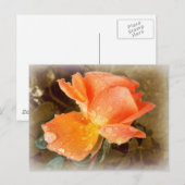 Seide auf Rose..... Postkarte (Vorne/Hinten)