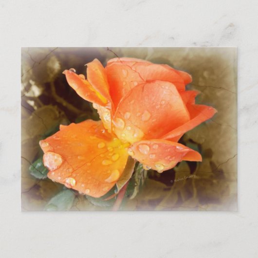 Seide auf Rose..... Postkarte (Vorderseite)