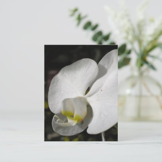 Seide - Weiße Orchideen - Postkarte (Stehend Vorderseite)