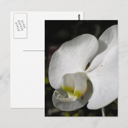 Seide - Weiße Orchideen - Postkarte (Vorne/Hinten)