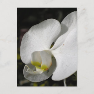 Seide - Weiße Orchideen - Postkarte