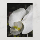 Seide - Weiße Orchideen - Postkarte (Vorderseite)