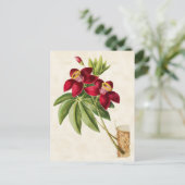 Seidenbaum Vintag botanisch Postkarte (Stehend Vorderseite)