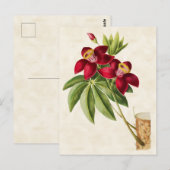 Seidenbaum Vintag botanisch Postkarte (Vorne/Hinten)