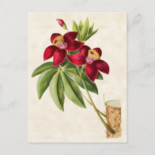 Seidenbaum Vintag botanisch Postkarte