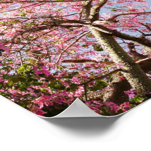 Seidenfleckbaum Blossom Poster (Ecke)