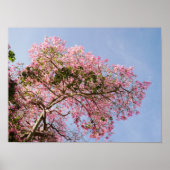 Seidenfleckbaum Blossom Poster (Vorne)