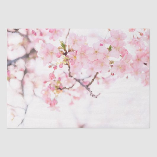 Seidenpapier: CHERRY BLOSSOMS TISSUPAPIER Seidenpapier (Vorderseite)