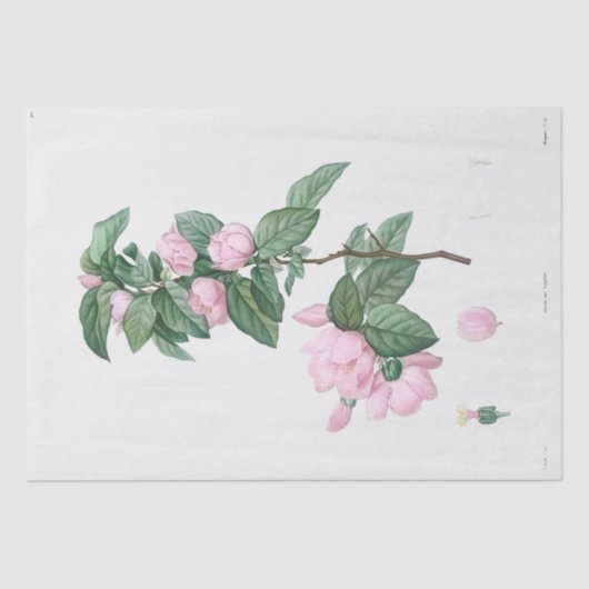 Seidenpapier: J.J. ROUSSEAU: PINK-BLUME Seidenpapier (Vorderseite)