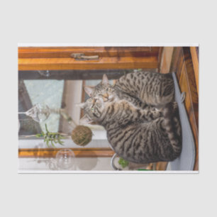 Seidenpapier mit Bild von zwei Katzen