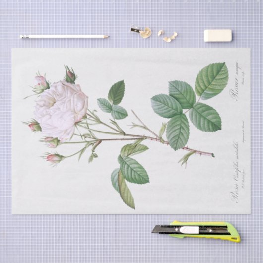 Seidenpapier: PIERRE'JOSEPH REDOUTÉ: WEISSE ROSE Seidenpapier (Handwerk)